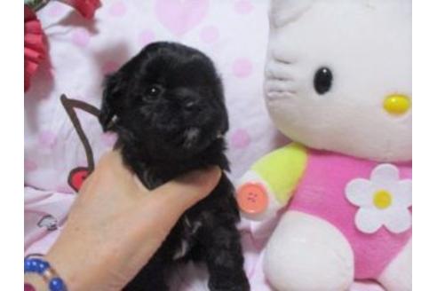 成約済の鹿児島県のミックス犬-72134の4枚目